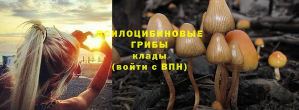 ГАЛЛЮЦИНОГЕННЫЕ ГРИБЫ Каменка